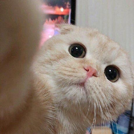 Foto Profil ItsMeow